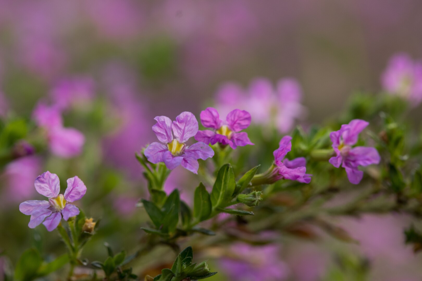 Nhà máy mình tuyệt lắm phải không em